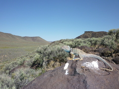 Crotaphytus bicinctores