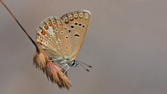 Polyommatus cornelia
