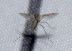 Chaoborus punctipennis