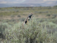 Crotaphytus bicinctores