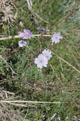 Geranium linearilobum