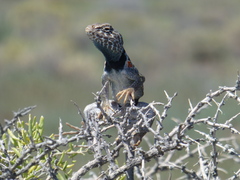 Crotaphytus bicinctores