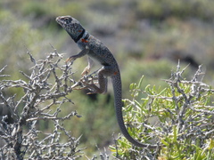 Crotaphytus bicinctores