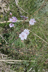 Geranium linearilobum