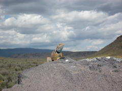 Crotaphytus bicinctores