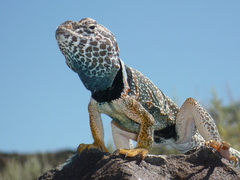 Crotaphytus bicinctores