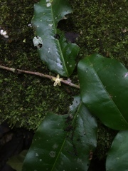Erythroxylum ruizii