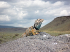 Crotaphytus bicinctores