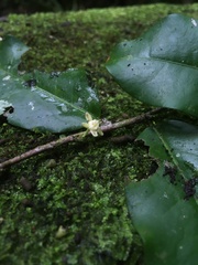 Erythroxylum ruizii