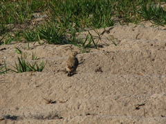 Geositta cunicularia
