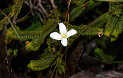 Lachnaea grandiflora