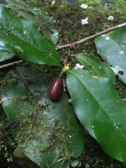Erythroxylum ruizii