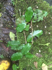Erythroxylum ruizii