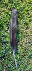 Cathartes aura