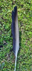 Cathartes aura