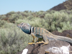 Crotaphytus bicinctores