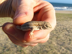 Liolaemus wiegmannii