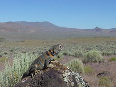 Crotaphytus bicinctores