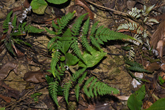 Aleuritopteris anceps