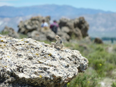 Crotaphytus bicinctores