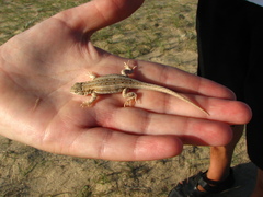 Liolaemus wiegmannii