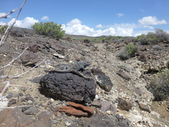 Crotaphytus bicinctores