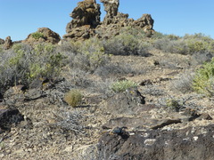 Crotaphytus bicinctores