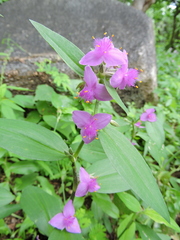 Tradescantia peninsularis