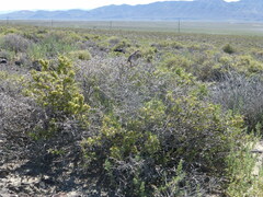 Crotaphytus bicinctores