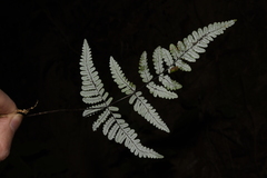 Aleuritopteris anceps