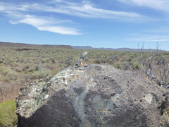 Crotaphytus bicinctores