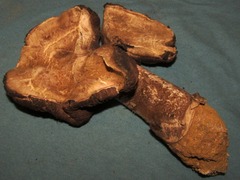 Agaricus pequinii