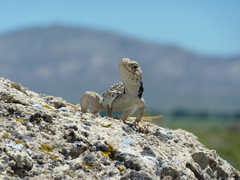 Crotaphytus bicinctores