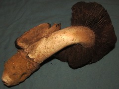 Agaricus pequinii
