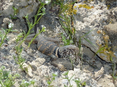 Crotaphytus bicinctores