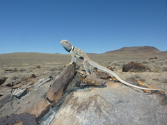 Crotaphytus bicinctores