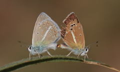 Polyommatus altivagans
