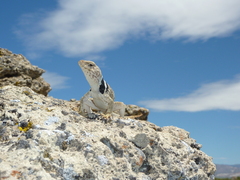 Crotaphytus bicinctores