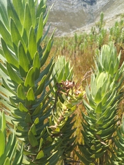 Osmitopsis asteriscoides