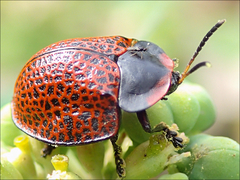 Botanochara impressa