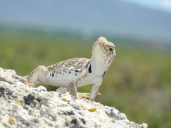 Crotaphytus bicinctores