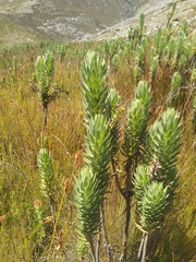 Osmitopsis asteriscoides