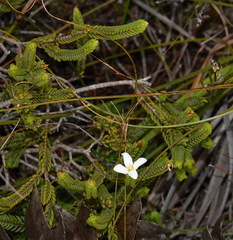Lachnaea grandiflora