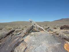 Crotaphytus bicinctores