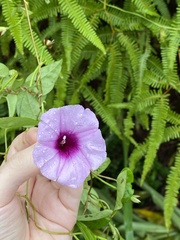 Ipomoea tiliacea