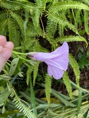 Ipomoea tiliacea