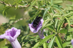 Bombus pauloensis