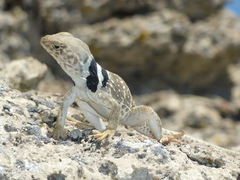 Crotaphytus bicinctores