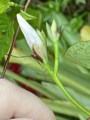 Ipomoea tiliacea
