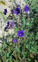Phacelia parryi